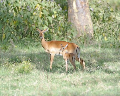 Impala, Ewe, & Fawn-011113-Lake Nakuru National Park, Kenya-#2934.jpg