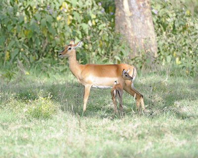 Impala, Ewe, & Fawn-011113-Lake Nakuru National Park, Kenya-#2940.jpg