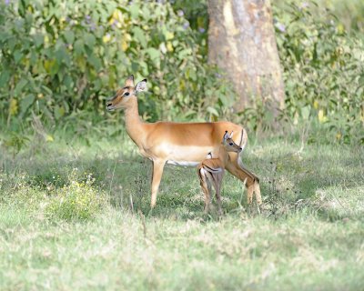 Impala, Ewe, & Fawn-011113-Lake Nakuru National Park, Kenya-#2941.jpg