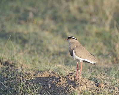 Gallery of Crowned Lapwing