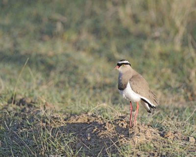 Lapwing, Crowned-011113-Lake Nakuru National Park, Kenya-#0320.jpg