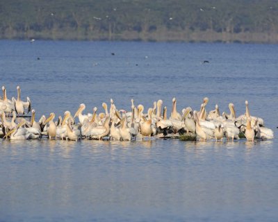 Pelican, Great White, flock-011113-Lake Nakuru National Park, Kenya-#0444.jpg