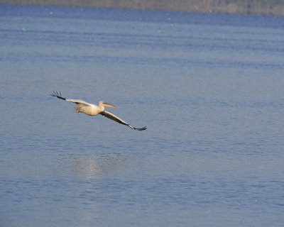 Pelican, Great White, in flight-011113-Lake Nakuru National Park, Kenya-#0451.jpg