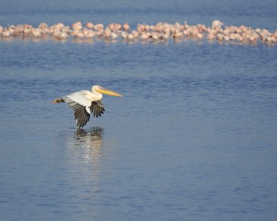 Pelican, Great White, in flight-011113-Lake Nakuru National Park, Kenya-#0566.jpg