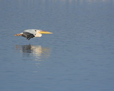 Pelican, Great White, in flight-011113-Lake Nakuru National Park, Kenya-#0897.jpg