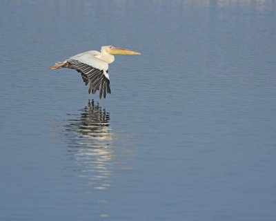 Gallery of Great White Pelican