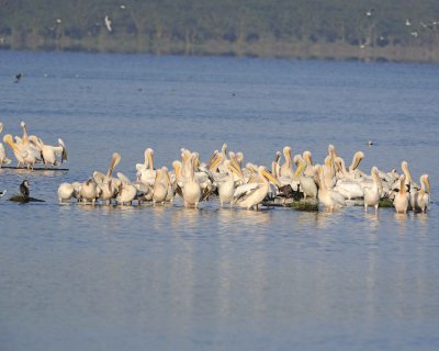 Pelican, Great White-011113-Lake Nakuru National Park, Kenya-#0494.jpg