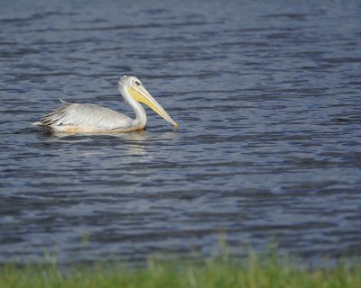 Gallery of Pink-backed Pelican