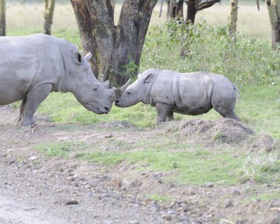Rhinoceros, White, Adult & Juvenile-011113-Lake Nakuru National Park, Kenya-#3949.jpg