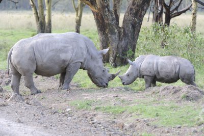 Rhinoceros, White, Adult & Juvenile-011113-Lake Nakuru National Park, Kenya-#3960.jpg
