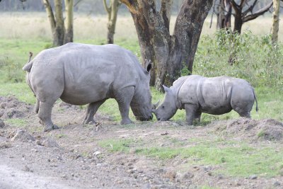 Rhinoceros, White, Adult & Juvenile-011113-Lake Nakuru National Park, Kenya-#3969.jpg