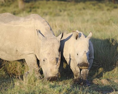 Rhinoceros, White, Cow & Calf-011113-Lake Nakuru National Park, Kenya-#2027.jpg