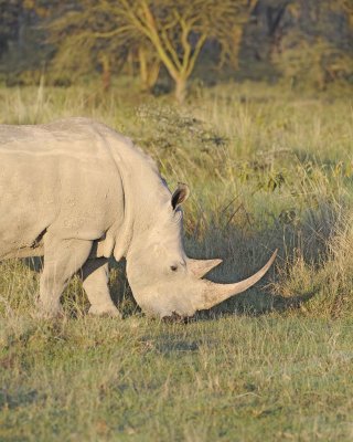 Rhinoceros, White, Head-011113-Lake Nakuru National Park, Kenya-#0161.jpg
