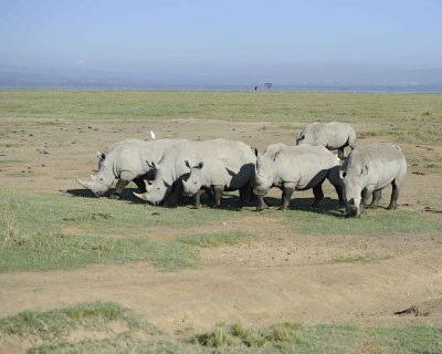 Rhinoceros, White, Herd, w Egret-011113-Lake Nakuru National Park, Kenya-#2282.jpg