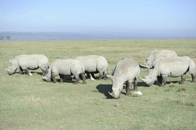 Rhinoceros, White, Herd, w Egret-011113-Lake Nakuru National Park, Kenya-#2337.jpg