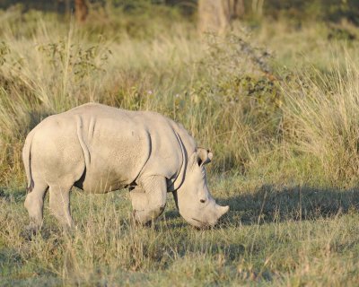 Rhinoceros, White, Juvenile-011113-Lake Nakuru National Park, Kenya-#0178.jpg