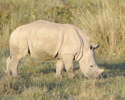 Rhinoceros, White, Juvenile-011113-Lake Nakuru National Park, Kenya-#0211.jpg