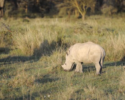 Rhinoceros, White, Juvenile-011113-Lake Nakuru National Park, Kenya-#1986.jpg