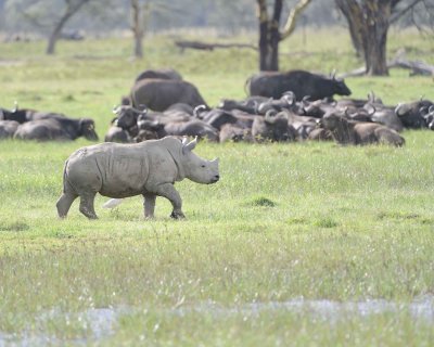 Rhinoceros, White, Juvenile-011113-Lake Nakuru National Park, Kenya-#2965.jpg