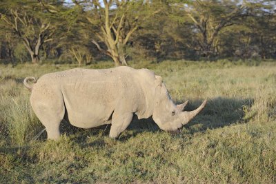 Rhinoceros, White, peeing-011113-Lake Nakuru National Park, Kenya-#2166.jpg