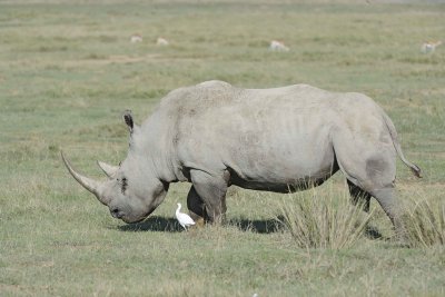 Rhinoceros, White, w Oxpecker & Egret-011113-Lake Nakuru National Park, Kenya-#1419.jpg