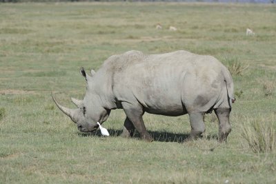 Rhinoceros, White,w Egret-011113-Lake Nakuru National Park, Kenya-#1427.jpg