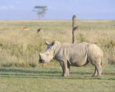 Rhinoceros, White-011113-Lake Nakuru National Park, Kenya-#0258.jpg