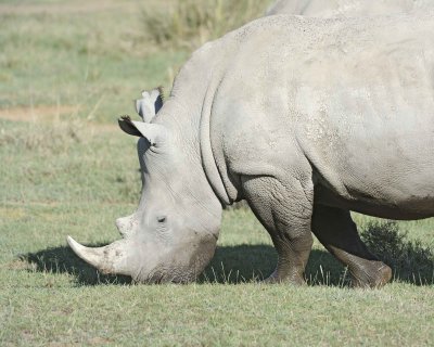 Rhinoceros, White-011113-Lake Nakuru National Park, Kenya-#1381.jpg