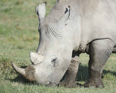 Rhinoceros, White-011113-Lake Nakuru National Park, Kenya-#1493.jpg