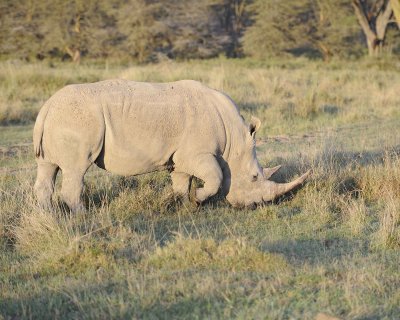 Rhinoceros, White-011113-Lake Nakuru National Park, Kenya-#1955.jpg