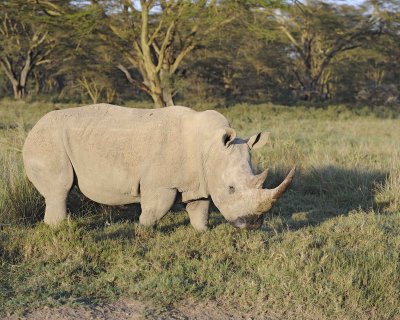 Rhinoceros, White-011113-Lake Nakuru National Park, Kenya-#2189.jpg
