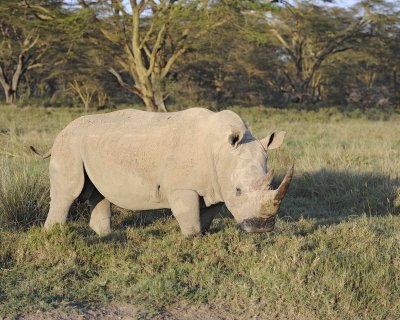 Rhinoceros, White-011113-Lake Nakuru National Park, Kenya-#2195.jpg