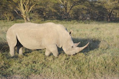 Rhinoceros, White-011113-Lake Nakuru National Park, Kenya-#2209.jpg