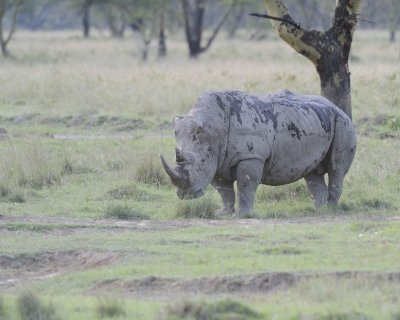Rhinoceros, White-011113-Lake Nakuru National Park, Kenya-#3999.jpg