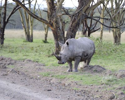 Rhinoceros, White-011113-Lake Nakuru National Park, Kenya-#4193.jpg