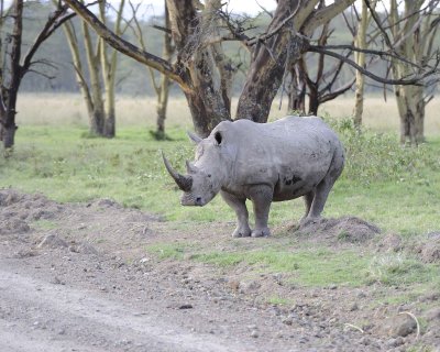 Rhinoceros, White-011113-Lake Nakuru National Park, Kenya-#4199.jpg