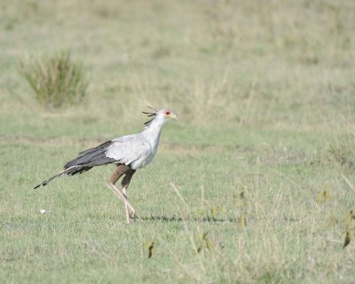 Secretarybird-011113-Lake Nakuru National Park, Kenya-#1536.jpg
