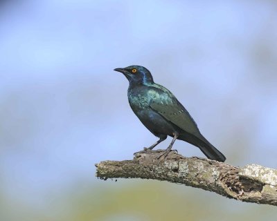 Gallery of Greater Blue-eared Starling