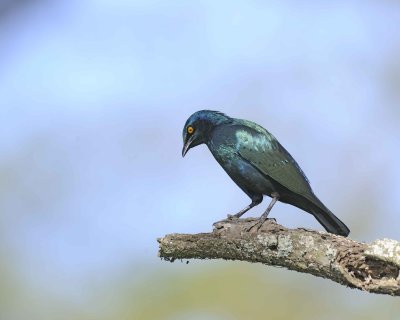 Starling, Greater Blue-eared-011113-Lake Nakuru National Park, Kenya-#1738.jpg