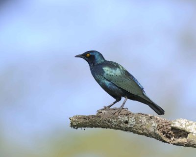 Starling, Greater Blue-eared-011113-Lake Nakuru National Park, Kenya-#1739.jpg
