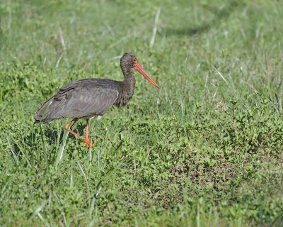 Stork, Black-011113-Lake Nakuru National Park, Kenya-#1676.jpg