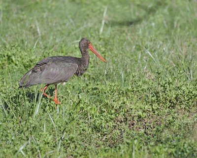 Stork, Black-011113-Lake Nakuru National Park, Kenya-#1677.jpg