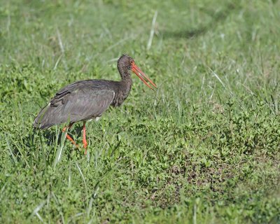 Stork, Black-011113-Lake Nakuru National Park, Kenya-#1683.jpg