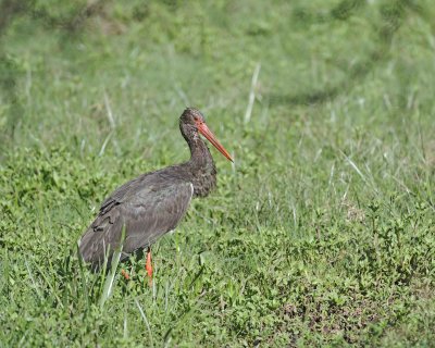 Stork, Black-011113-Lake Nakuru National Park, Kenya-#1715.jpg