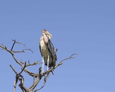 Stork, Maribou-011113-Lake Nakuru National Park, Kenya-#2395.jpg