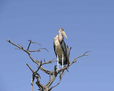 Stork, Maribou-011113-Lake Nakuru National Park, Kenya-#2405.jpg