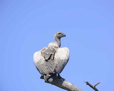 Gallery of White-backed Vulture