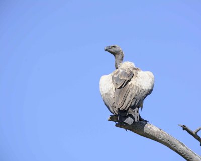 Vulture, White-backed-011113-Lake Nakuru National Park, Kenya-#2733.jpg