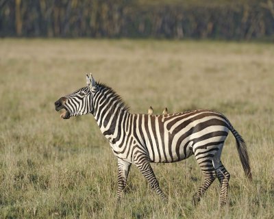 Zebra, Burchell's, Braying, w Oxpecker-011113-Lake Nakuru National Park, Kenya-#0426.jpg