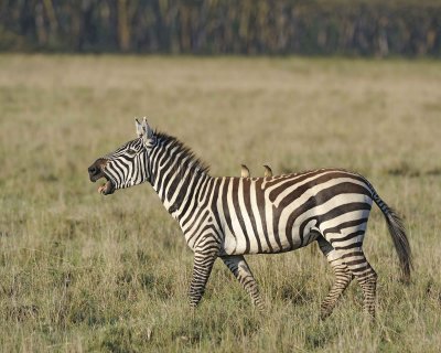 Zebra, Burchell's, Braying, w Oxpecker-011113-Lake Nakuru National Park, Kenya-#0429.jpg